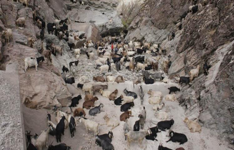 Sürü psikolojisi 120 keçiyi telef etti
