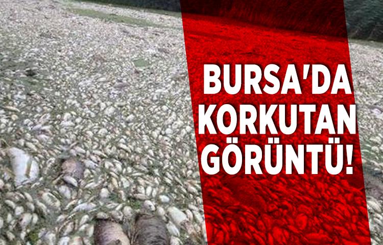 Bursa'da korkutan görüntü!