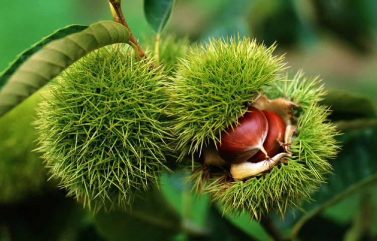 Sezonun ilk kestanesi 40 Liradan satıldı