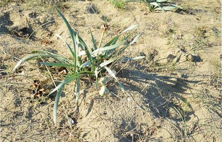 Bu bitkiyi koparana ceza!