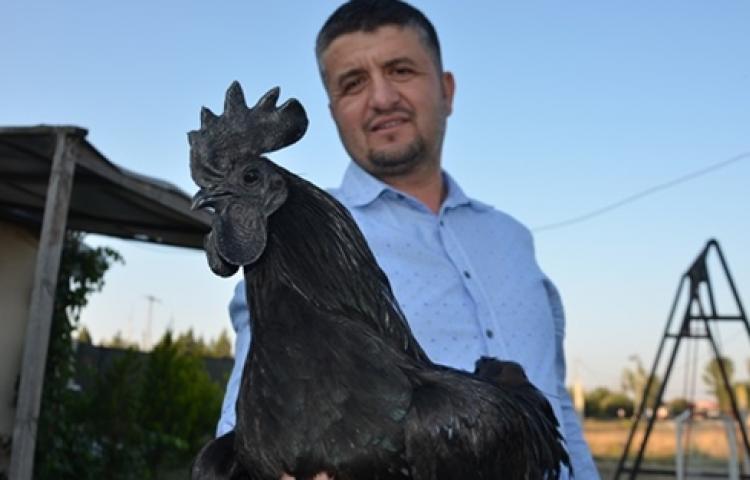 9 bin liraya satılıyor