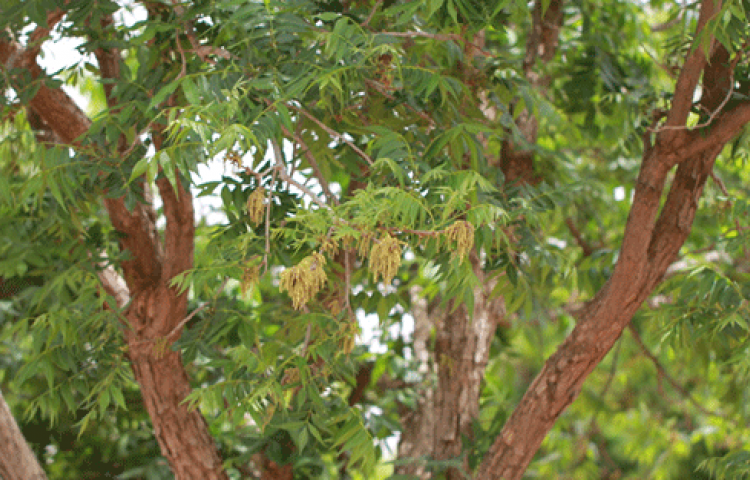 Pikan cevizi üreticisini zengin ediyor
