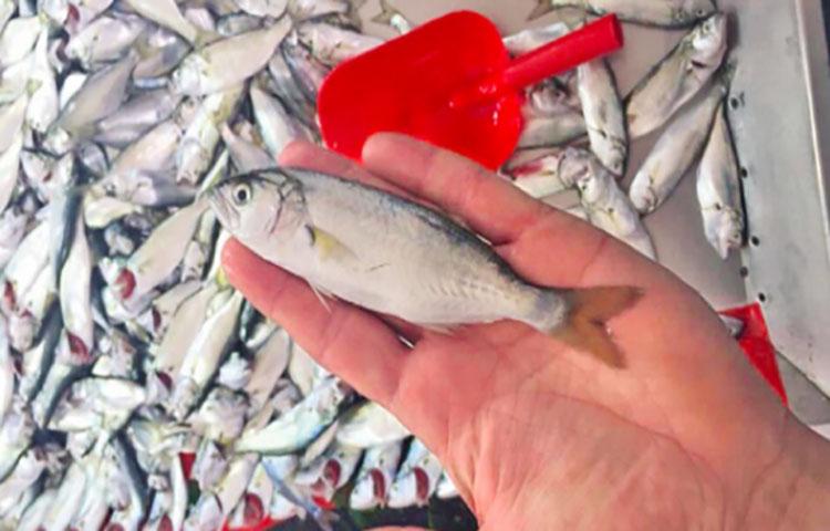 Tezgâhlar yavru balıklarla dolu