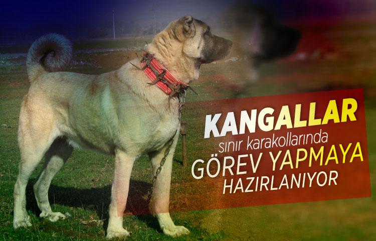 Kangallar sınır karakollarında görev yapmaya hazırlanıyor