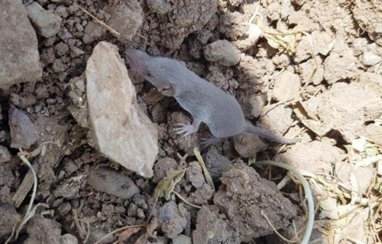 Sivas'ta bulunan canlı şaşırttı