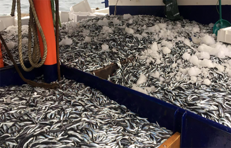 Karadeniz'de hamsi bereketi