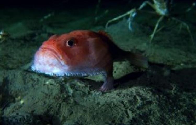 Yürüyen balık keşfedildi