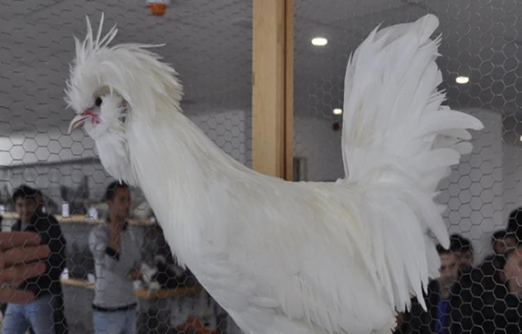 Bu tavukların fiyatı dudak uçuklatıyor