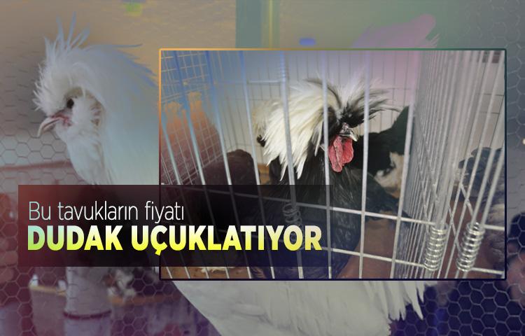 Bu tavukların fiyatı dudak uçuklatıyor