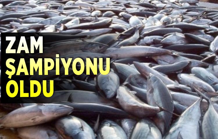 Palamut zam şampiyonu oldu