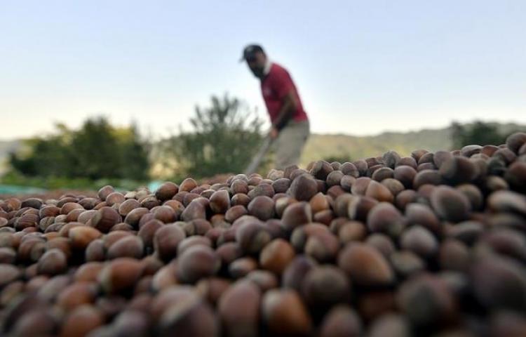 Fındık fiyatı haftaya yükselişle başladı