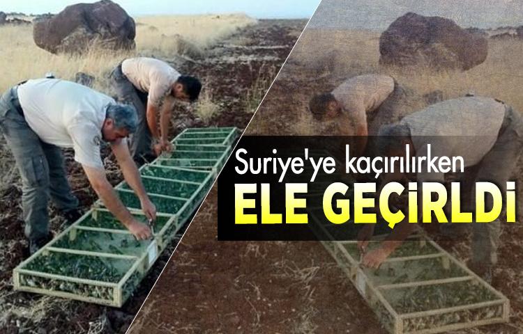 Suriye'ye kaçırılırken ele geçirldi