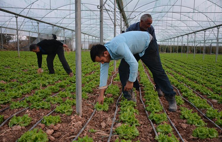 Tarlada 40 kuruş, pazarda 3 lira!