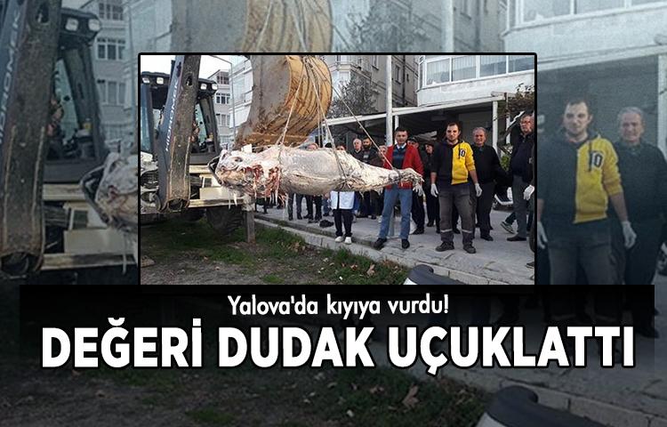 12 bin liralık balık Yalova'da kıyıya vurdu!