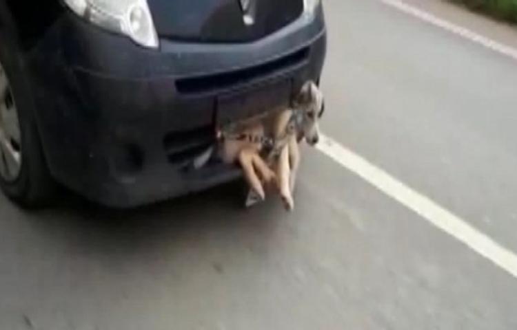 Pes dedirten görüntü!