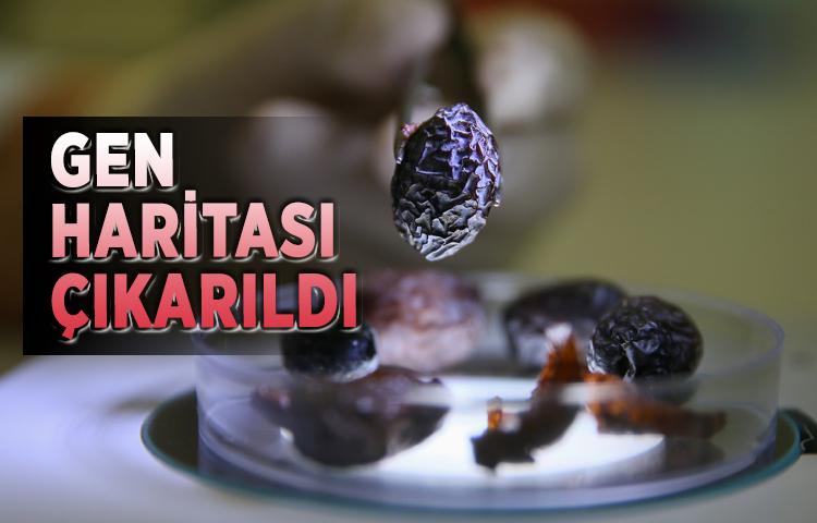 Hurma zeytininin gen haritası çıkarıldı