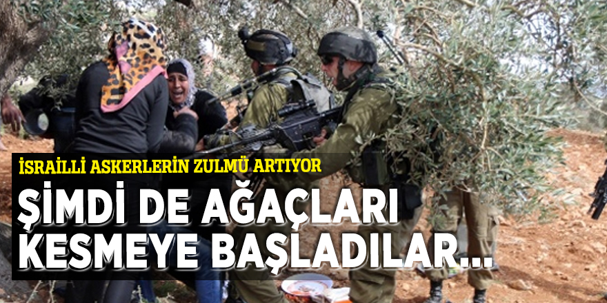 Yahudiler şimdide Filistinlilere ait ağaçları kesmeye başladı