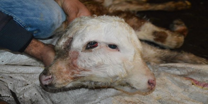 Çift başlı buzağı görenleri şaşırtıyor