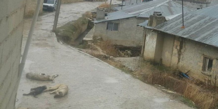 Elektrik telleri dehşet saçtı!