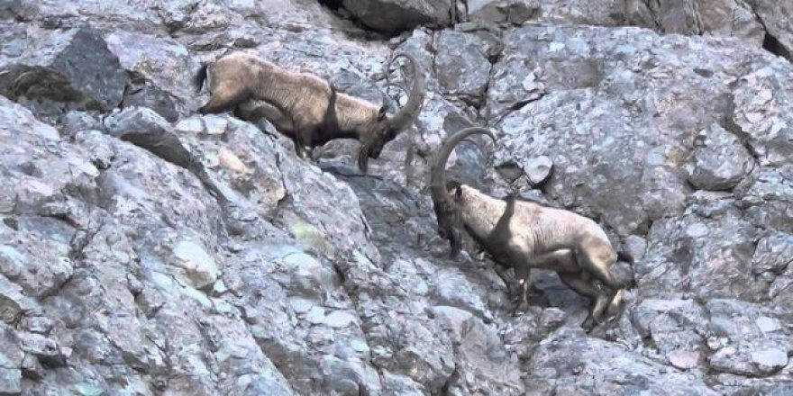 Dağ keçisi avcılarına büyük ceza!