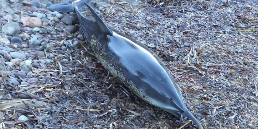 Bunun adı vicdansızlık! Yunus balığı kıyıya vurdu…