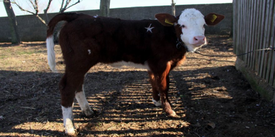 Bu buzağı tam 1 milyon dolar!
