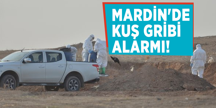 Mardin'de kuş gribi alarmı!