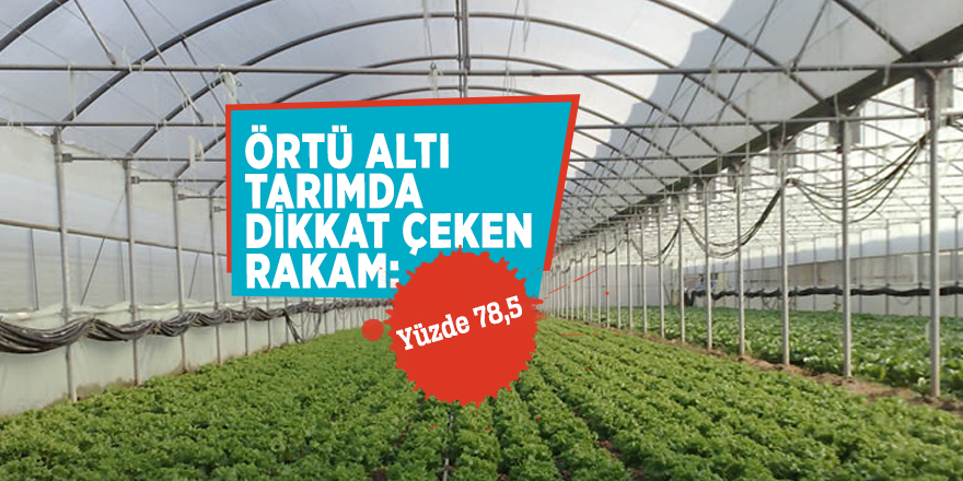 Örtü altı tarımda dikkat çeken rakam: Yüzde 78,5