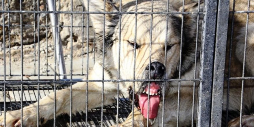 Bayburt merkezine inen kurt yakalandı