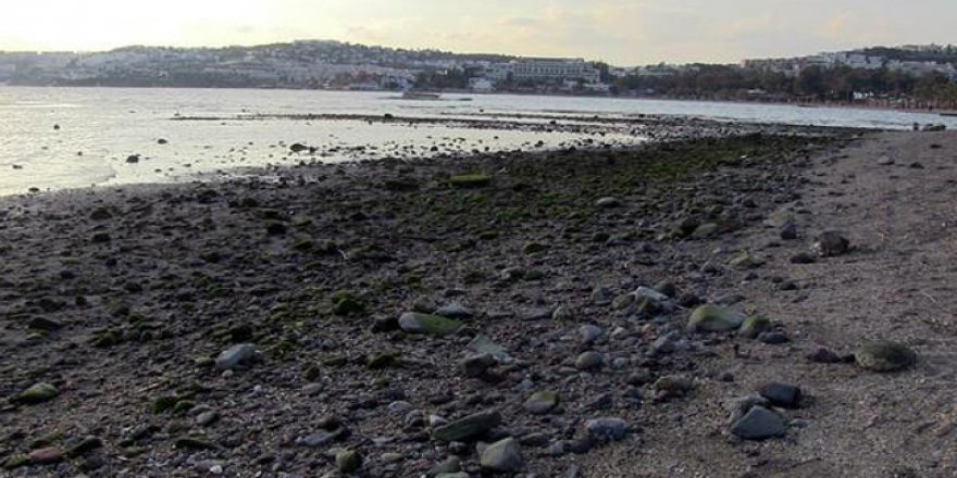 Bodrum'da korkutan olayla ilgili açıklama