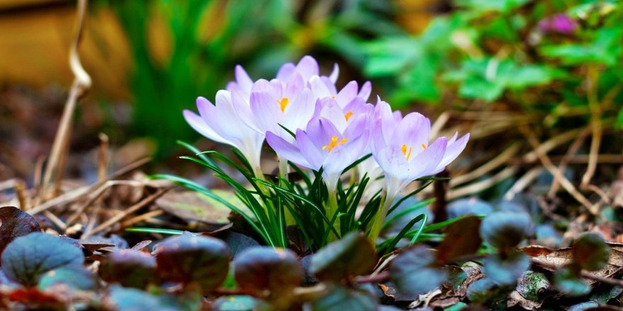 Baharın müjdecisi çiğdem çiçekleri açtı