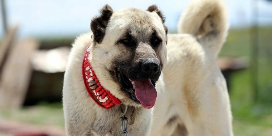 Kangallar cepheye gidiyor! Gece taarruzda...