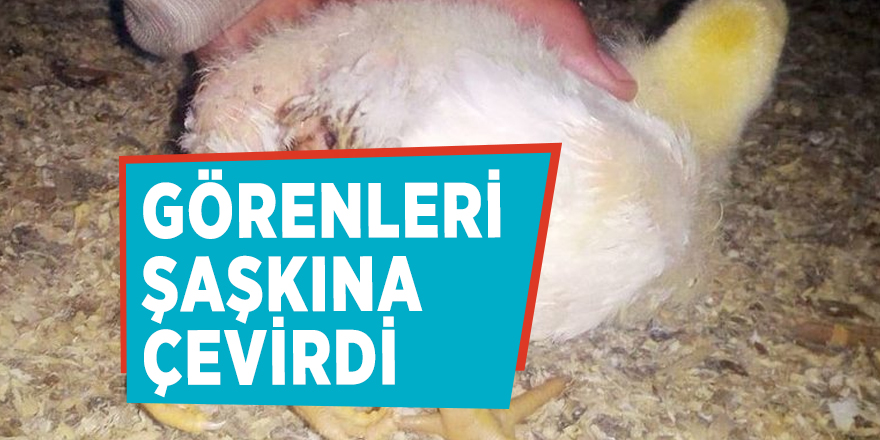 Civcivi görenler hayrete düştü