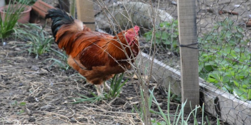 Bu horoz yumurtluyor!