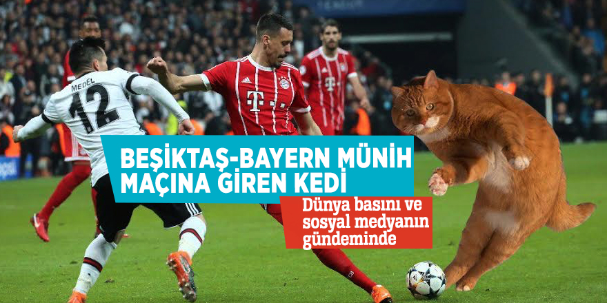 Beşiktaş-Bayern Münih maçına giren kedi Dünya basını ve sosyal medyanın gündeminde