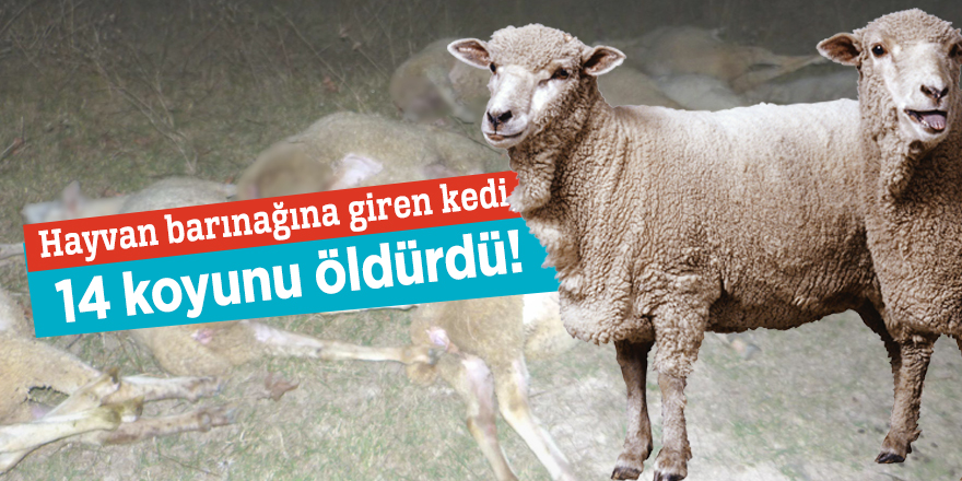 Hayvan barınağına giren kedi, 14 koyunu öldürdü!