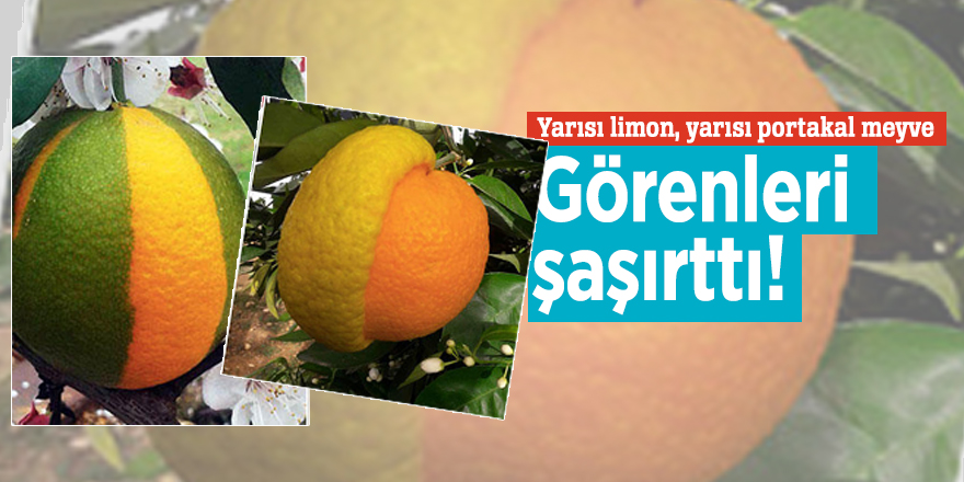 Yarısı limon, yarısı portakal meyve görenleri şaşırttı