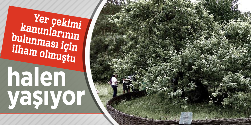 Newton'un elma ağacı halen yaşıyor