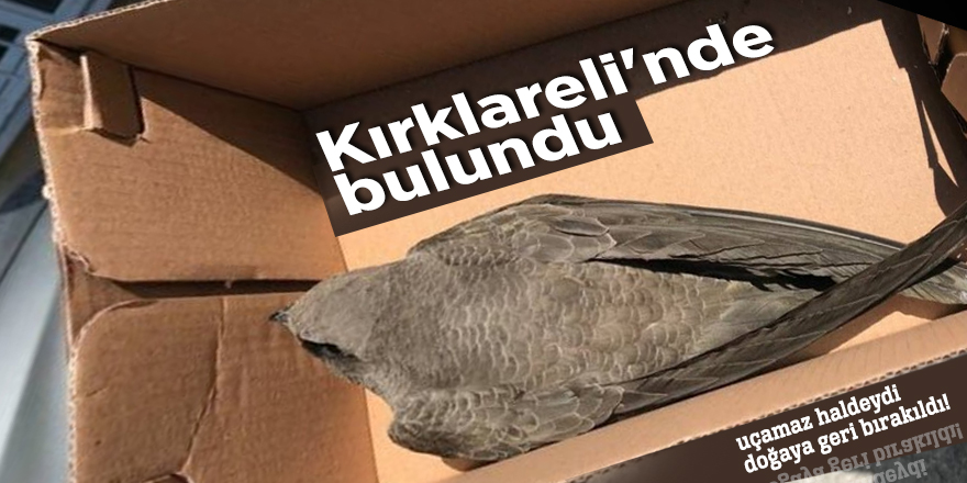 Kırklareli'nde ebabil kuşu bulundu