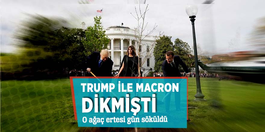Trump ile Macron dikmişti! O ağaç ertesi gün söküldü