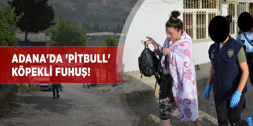 Adana'da 'pitbull' köpekli fuhuş!