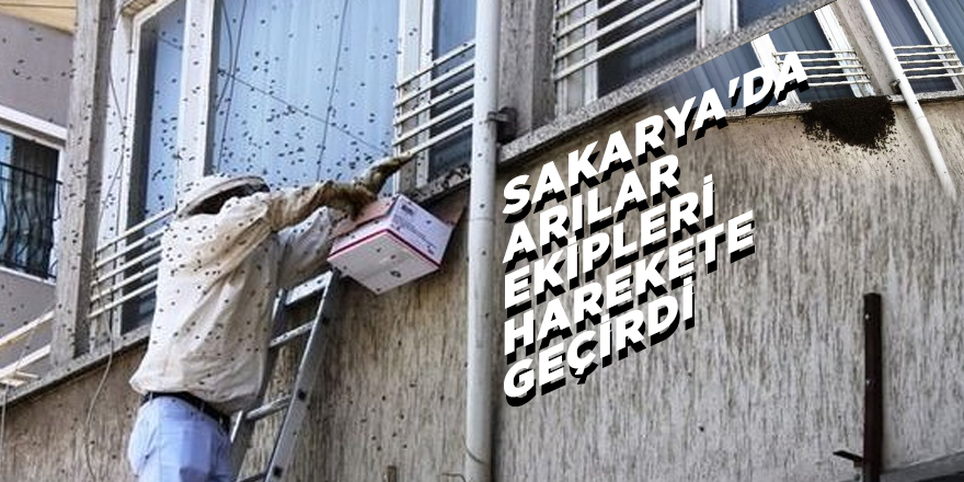 Sakarya'da arılar ekipleri harekete geçirdi