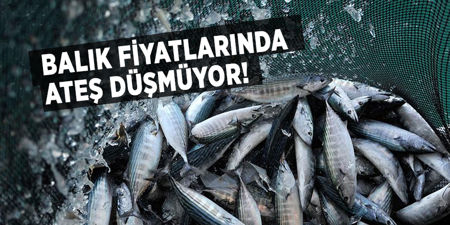 Balık fiyatlarında ateş düşmüyor!