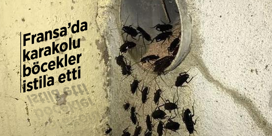 Fransa’da karakolu böcekler istila etti