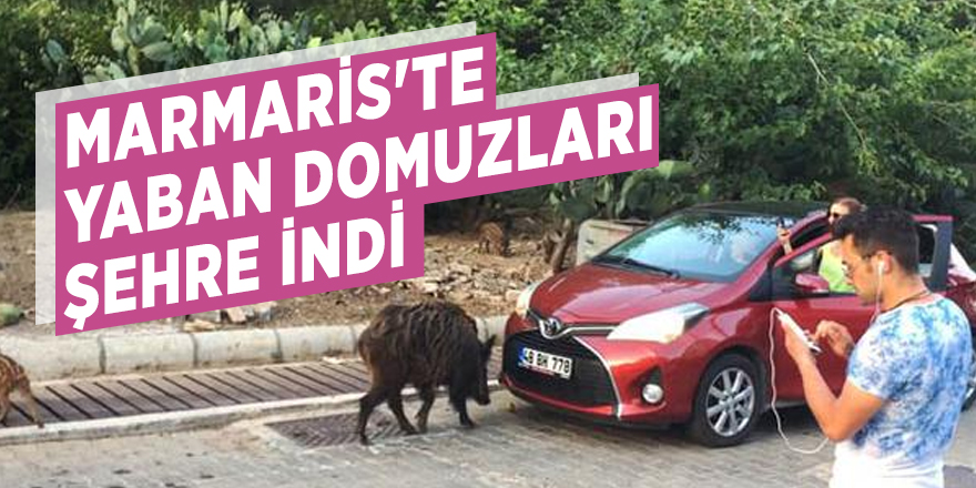Marmaris'te yaban domuzları şehre indi