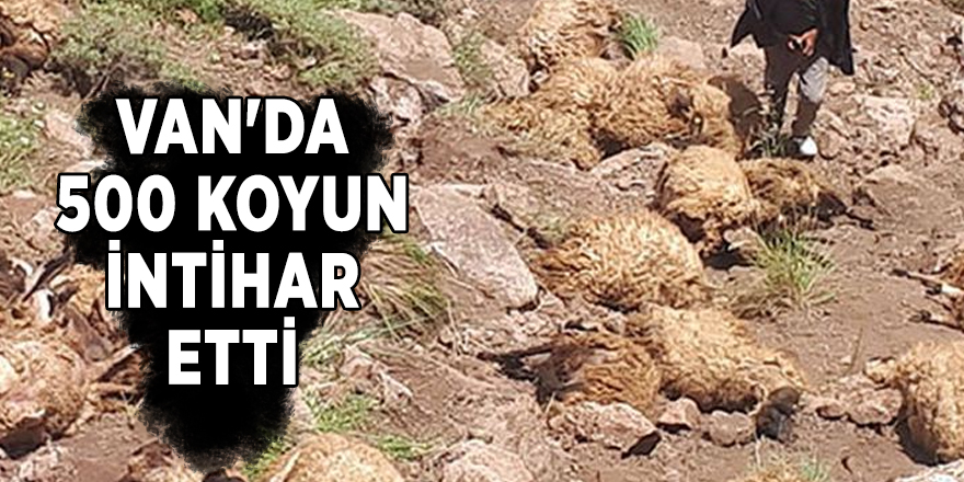 Van'da 500 koyun intihar etti