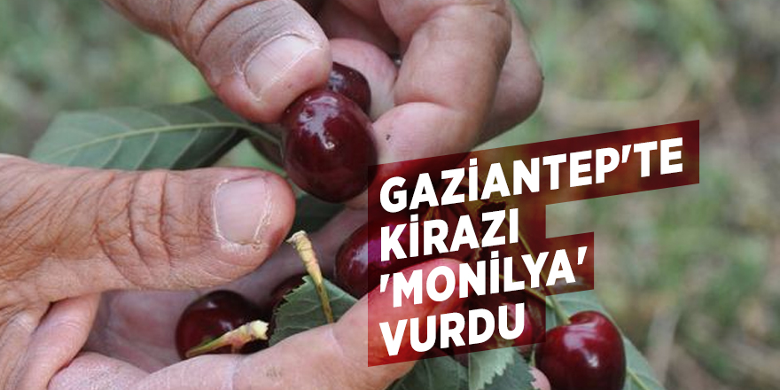 Gaziantep'te kirazı 'Monilya' vurdu
