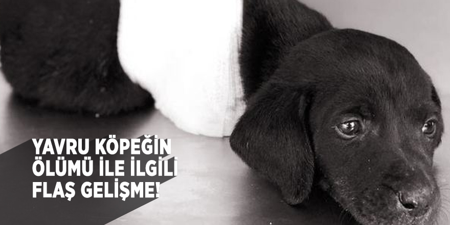 Yavru köpeğin ölümü ile ilgili flaş gelişme!