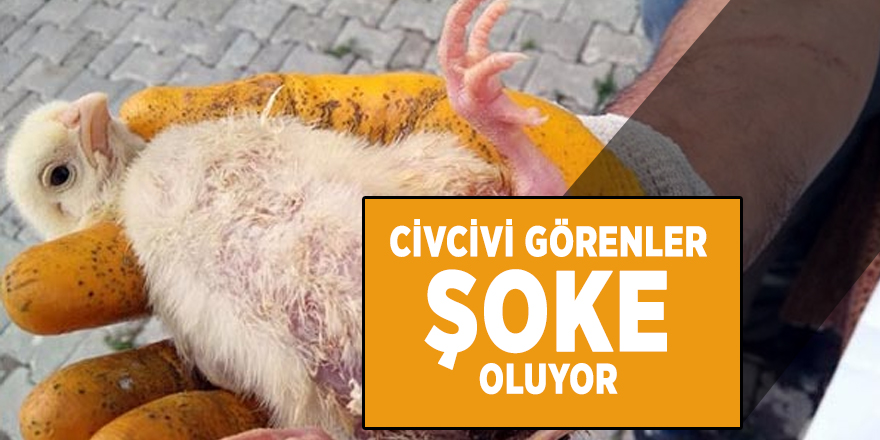 Civcivi görenler şoke oluyor