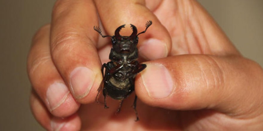 Bu böceğin tanesi 150 bin dolar!